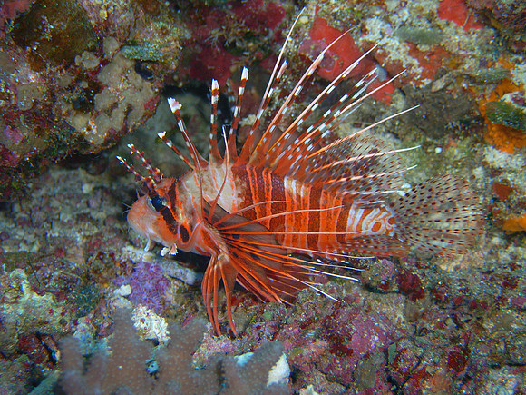 GreatWhiteWall-Taveuni-8
