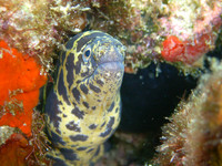 aruba_fingers_isla_oro-58