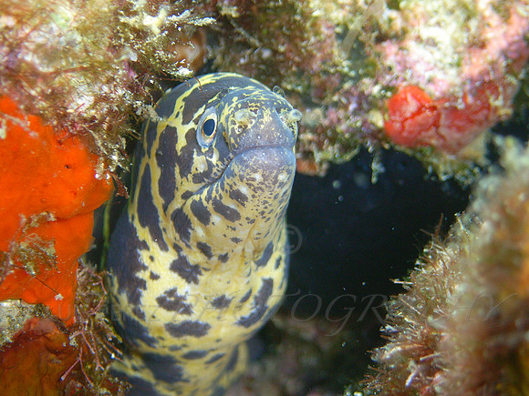 aruba_fingers_isla_oro-58