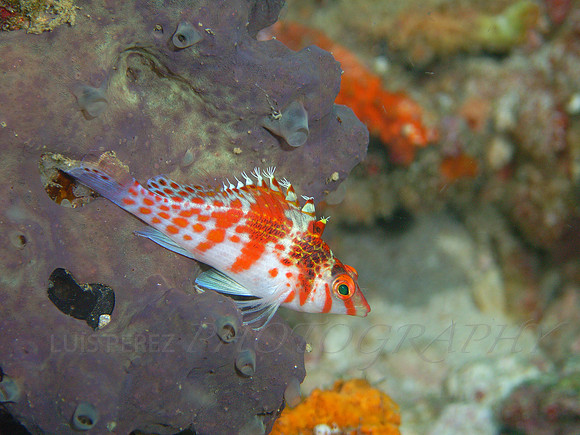RibbonEel-Taveuni-17