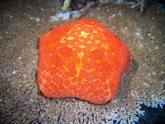 rainbowreef-taveuni-2