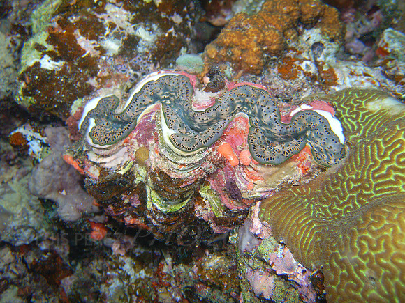 rainbowreef-taveuni-13