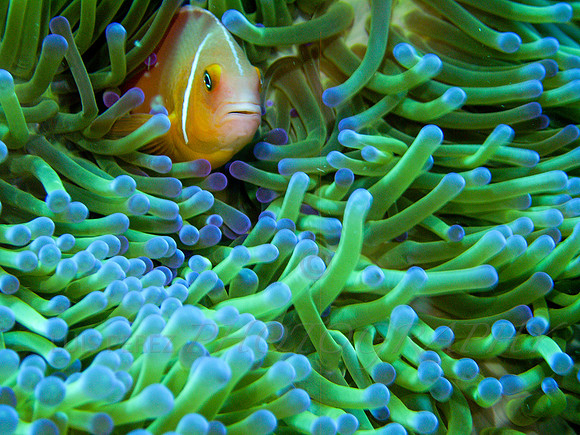 Ledge-Taveuni-18