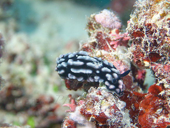 Matamanoa-168