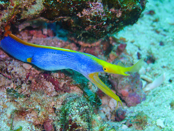 RibbonEel-Taveuni-26