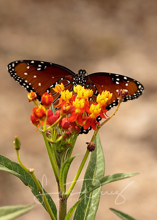 Monarchs-113-2