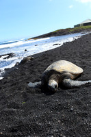 Hawaii-1272