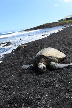 Hawaii-1272