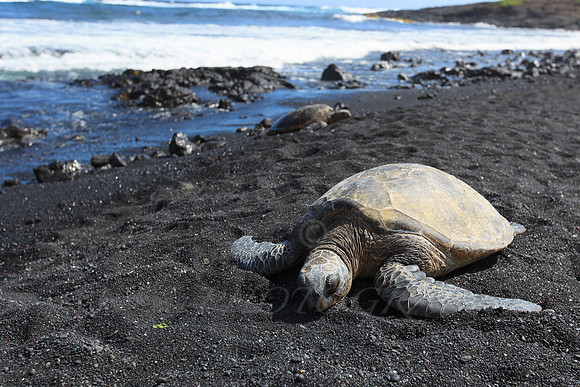 Hawaii-1273