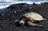 Hawaii-1274
