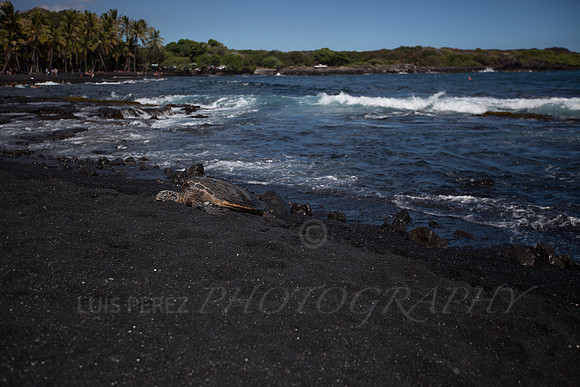 Hawaii-1286