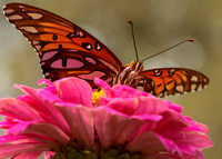 Monarchs-86-2