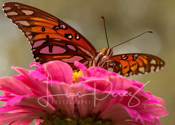 Monarchs-86-2