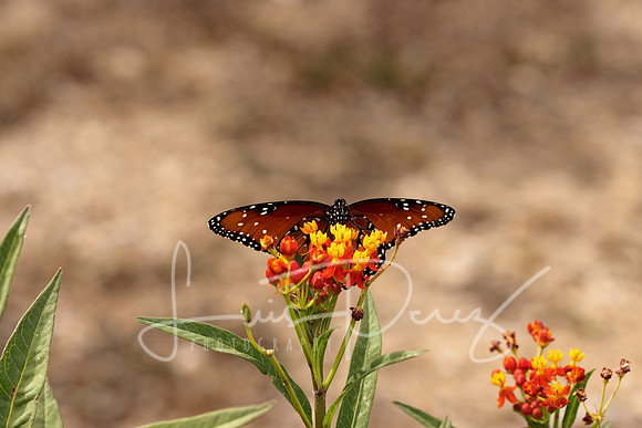 Monarchs-117