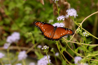 Monarchs-81