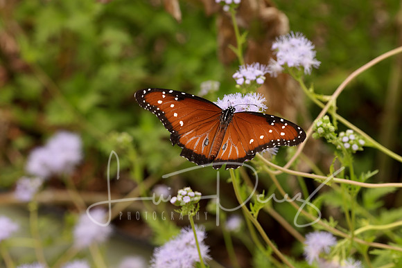 Monarchs-81