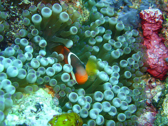 PotLuck-Taveuni-28
