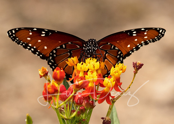 Monarchs-120