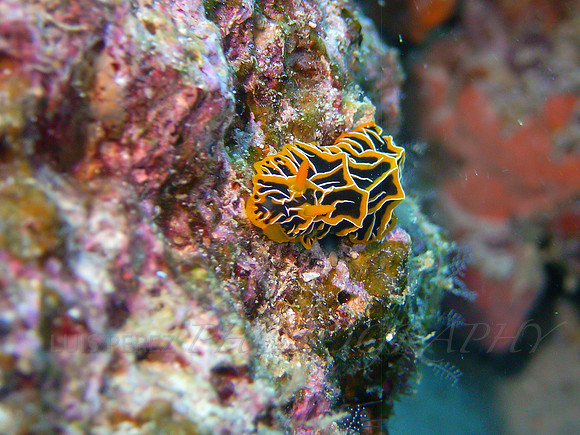Curve-Taveuni-3