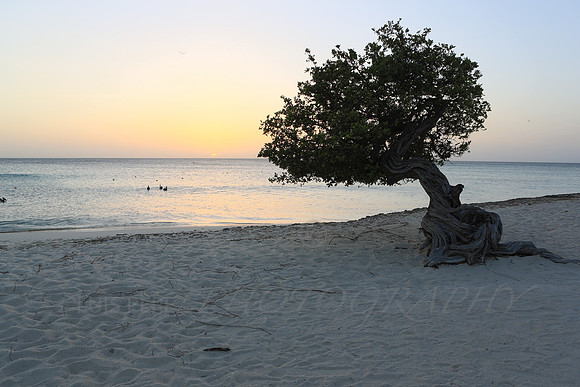 aruba_beach_sunset-71