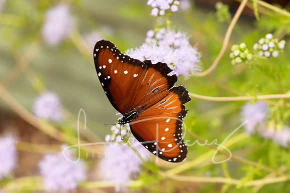 Monarchs-104
