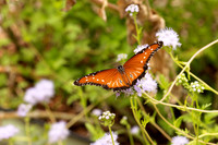 Monarchs-83