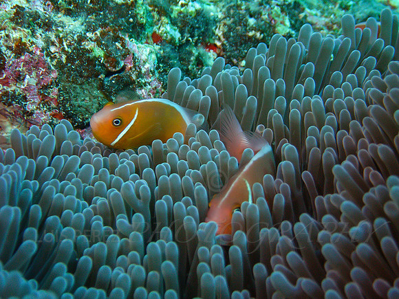 PotLuck-Taveuni-7