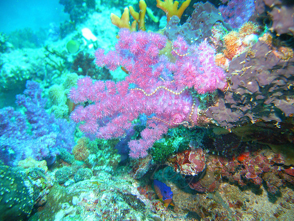 PotLuck-Taveuni-23