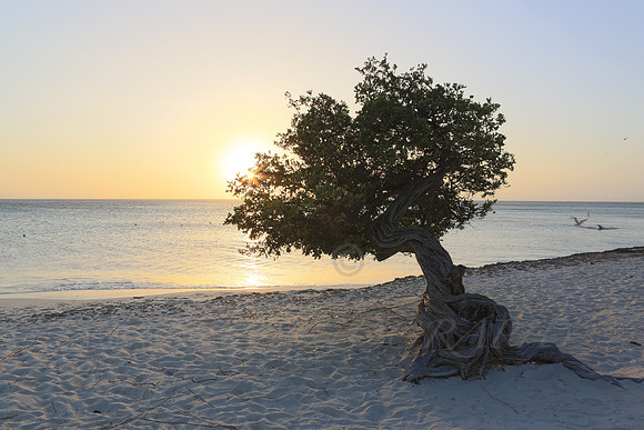 aruba_beach_sunset-39