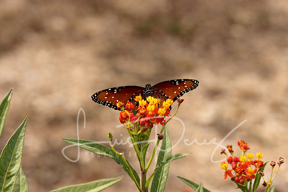 Monarchs-119