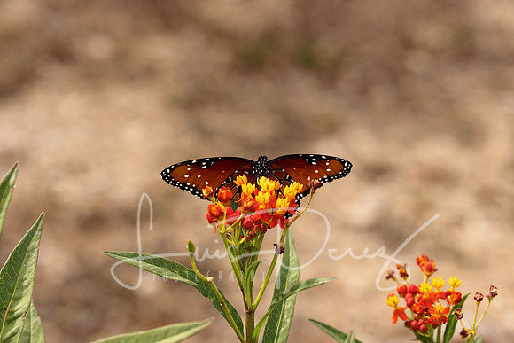 Monarchs-118