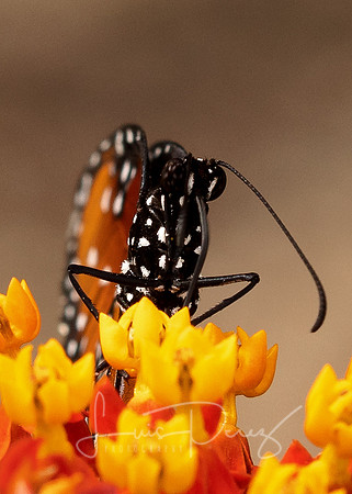 Monarchs-116