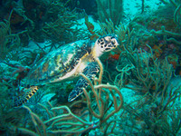 arubadive1-6