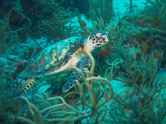 arubadive1-6