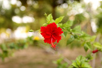 20090719-IMG_8898