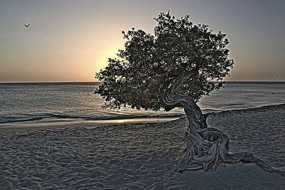 aruba_beach_sunset-51