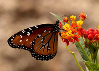 Monarchs-111