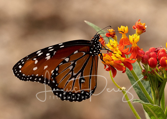 Monarchs-111