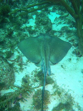 aruba_antilla_renaissance-25