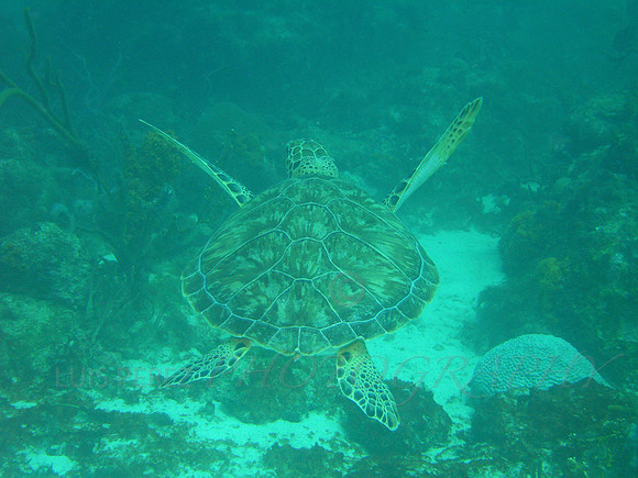 aruba_antilla_renaissance-13