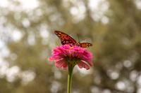 Monarchs-86