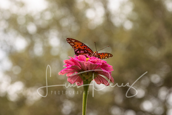 Monarchs-86