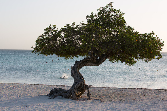 aruba_beach_sunset-24