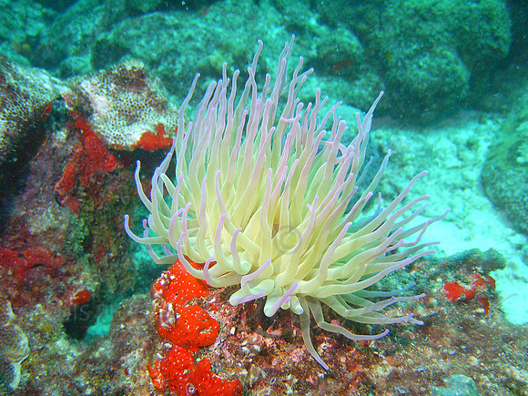 aruba_janesea_barcadera-45