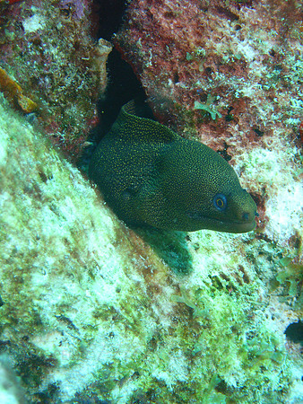 aruba_janesea_barcadera-36