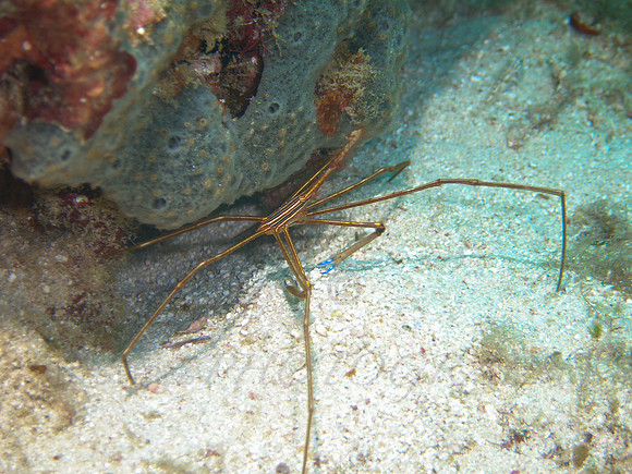 aruba_antilla_renaissance-20