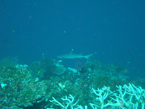 ZooReef-Taveuni-12