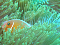 ZooReef-Taveuni-17