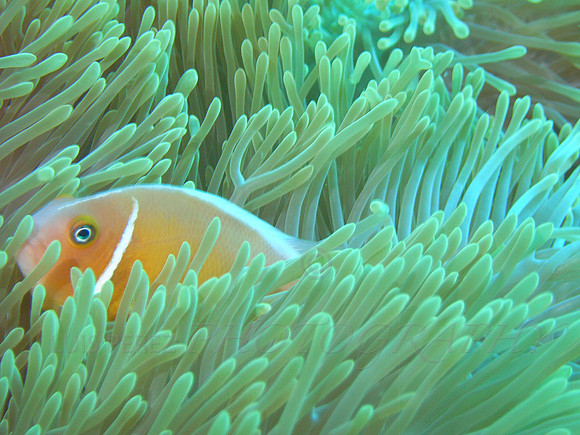 ZooReef-Taveuni-17