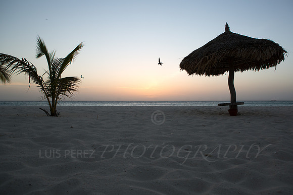 aruba_tuesday-246
